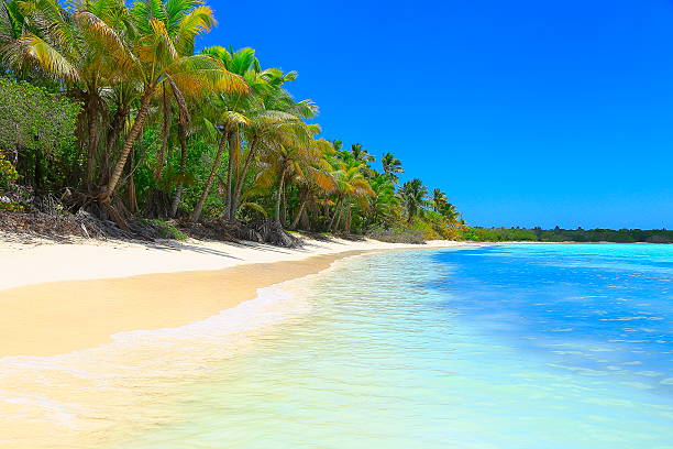 istock Turquoise bright beach, palm trees –  Punta Cana caribbean tropical paradise 540514932