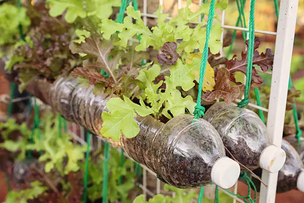 Photo of growing lettuce in used plastic bottles, reuse recycle eco conce