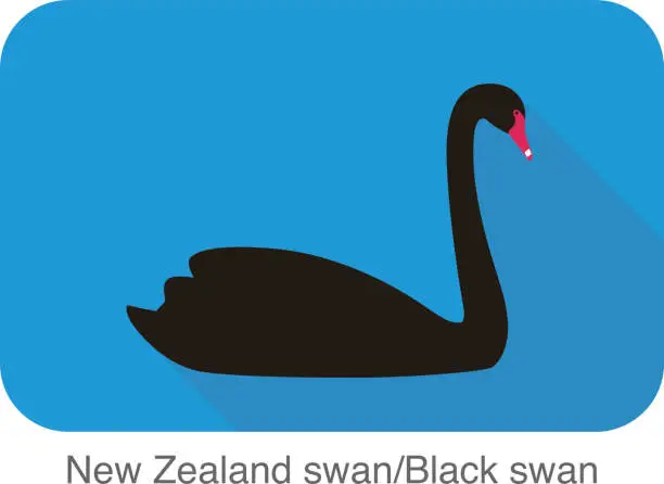 Vector illustration of black swan, cartoon vector illustration