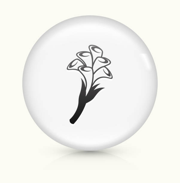 калла лили цветы икона на белом круг векторная кнопка - calla lily lily single flower white stock illustrations