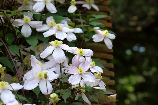 istock The climbing plant Clematis Montana 540519086