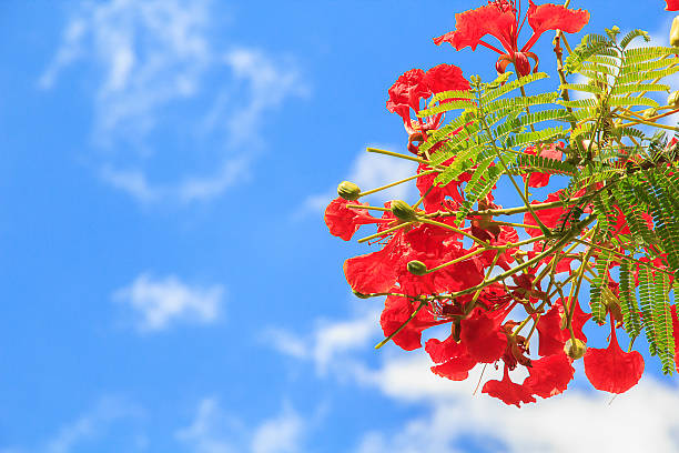istock Beautiful red flowers blooming on blue sky 540520718