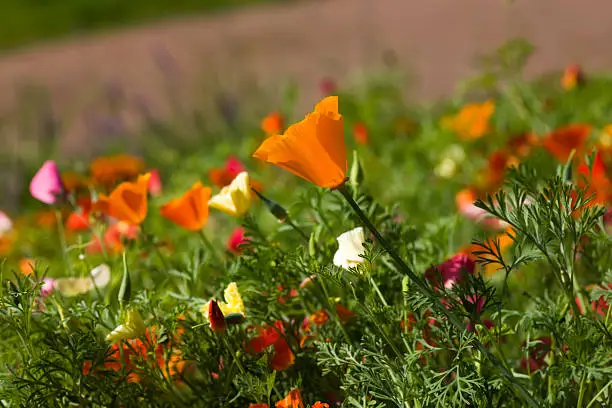 flowerbed with multicolored flowers among green verdure