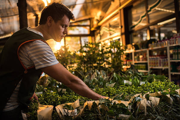 istock Male worker working with plants in a greenhouse. 540522922
