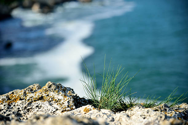 Grass at the end of a rock at steepy Black Sea Shore