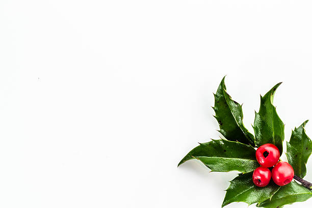 istock Christmas card with holly berry isolated on white background. 540526908