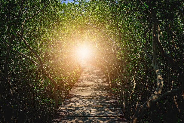 istock Old Wooden Bridge In between mangrove forest 540527784