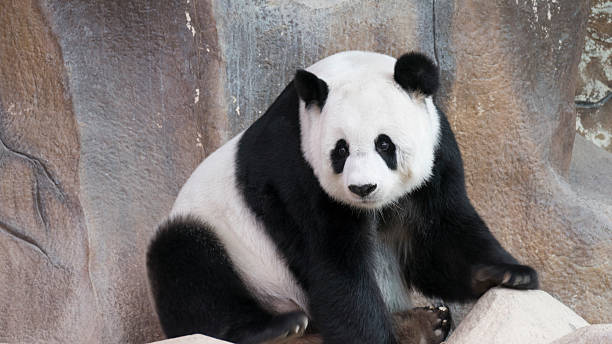 istock panda bear animal sitting and relaxing 540528026
