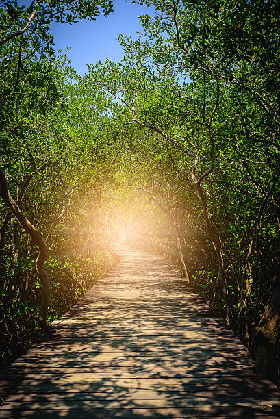 istock Old Wooden Bridge In between mangrove forest 540528102