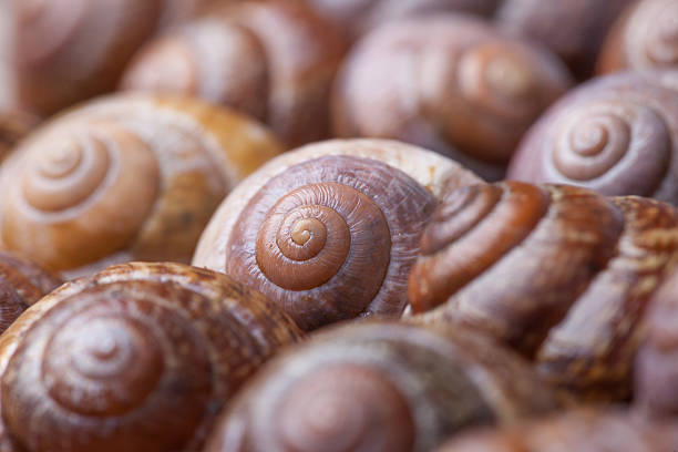 Close up vie of a spiral shell texture background