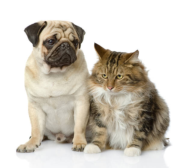 istock Cat and dog looking away. isolated on white background 540529154
