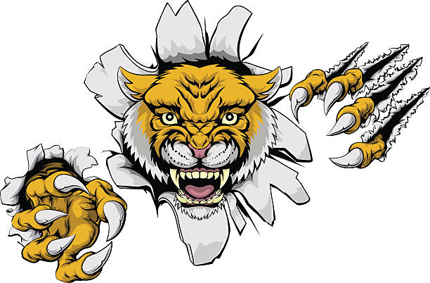 ilustrações, clipart, desenhos animados e ícones de significa gato selvagem mascote - tiger lion leopard cartoon