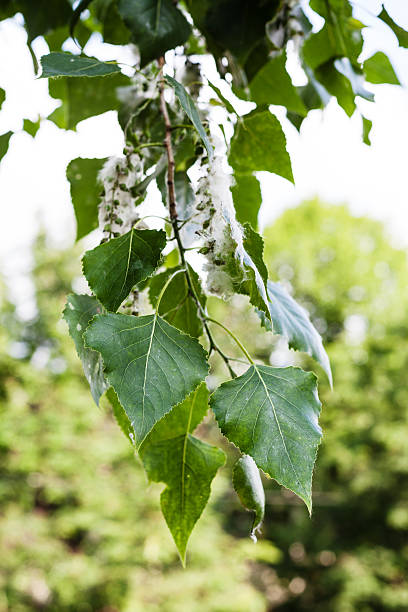 잎은 포플라 로세아 및 부풀립니다 한 catkins 대한 - aments 뉴스 사진 이미지