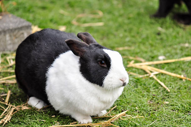 Close Up Of Miniature Black And White Flop Eared Rabbit Lying On White Background
