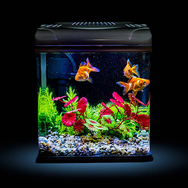 Goldfish in a night illuminated aquarium stock photo
