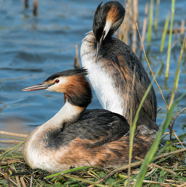 istock Male and Female Great Crested Grebe sitting on nest 540534906