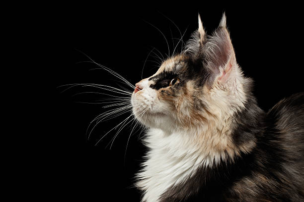 istock Closeup Maine Coon Cat, Profile view, Looking up, Isolated Black 540534980