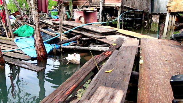 Ducks swim in the fishing village