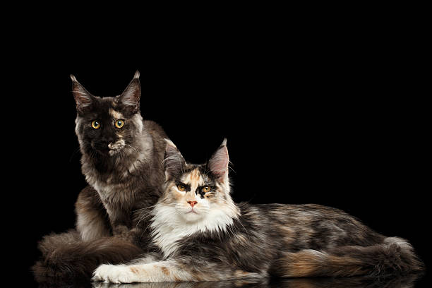 istock Two Maine Coon Cats Lying, Looking in Camera, Isolated Black 540564836
