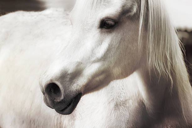 istock Profile face of a white horse vintage effect. 540564930