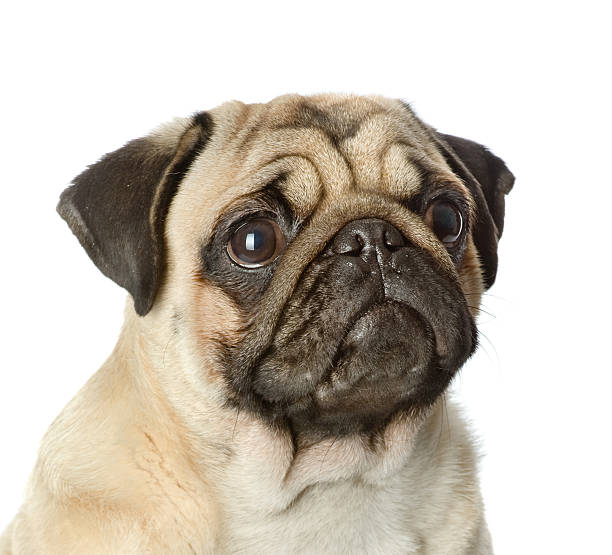 istock head pug puppy closeup. isolated on white background 540564960