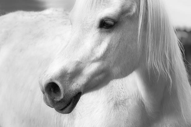 istock Profile face of a white horse. 540565358