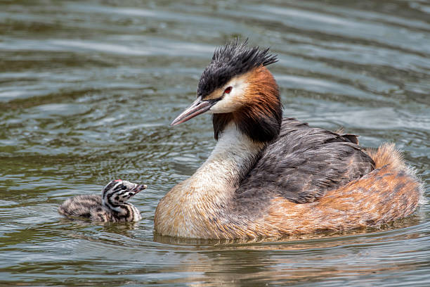 istock Great Crested Grebe swimming with baby chicken 540565410