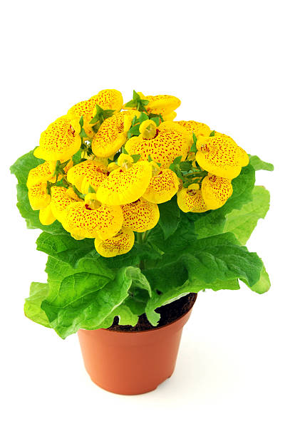 istock Calceolaria flower in pot in isolated white background 540566048