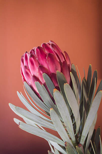 istock South African Protea liebencherry 540566290