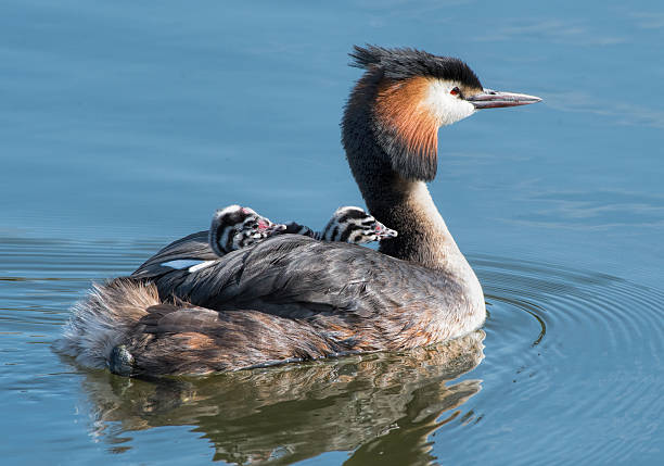 Great Crested Grebe carrying baby chickens on back.