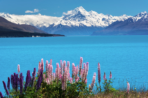 New Zealand, Mt.Cook, Lupine, Mountain, Flower