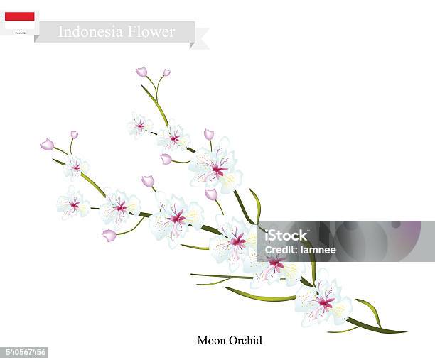 Ilustración de Orquídeas Luna La Flor Nacional De Indonesia y más Vectores  Libres de Derechos de Flor Alba - Flor Alba, Cabeza de flor, Flora - iStock