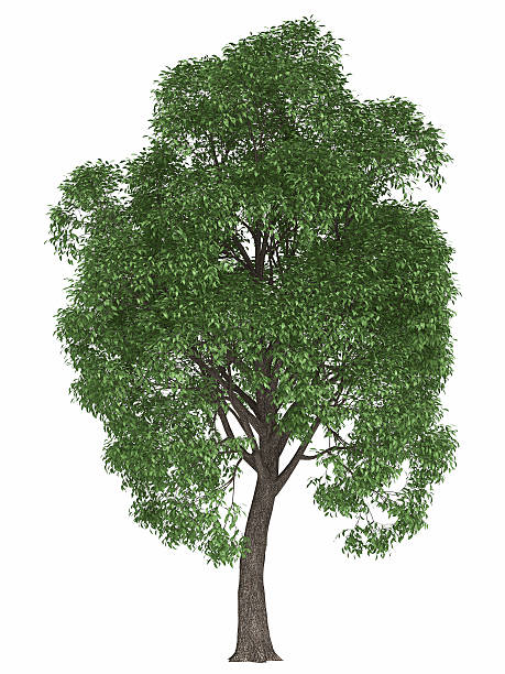 istock green summer tree isolated on white background. render high quality 540567556