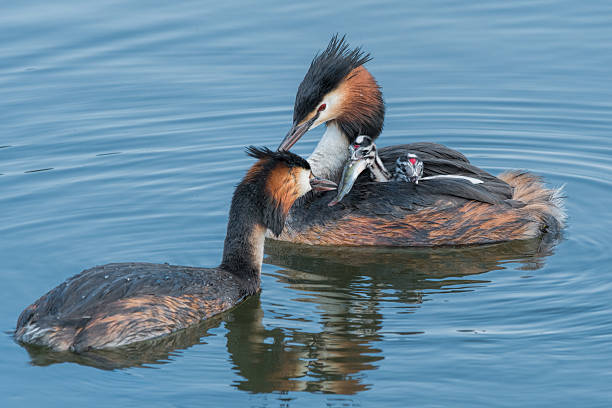 Great Crested Grebe feeding baby chicken on back with fish Great Crested Grebe feeding baby chicken on back with fish. great crested grebe stock pictures, royalty-free photos & images