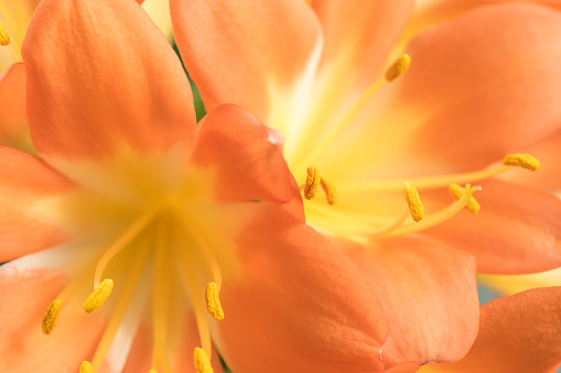 CloseUp from orange Clivia amaryllis flower. Nature Background.
