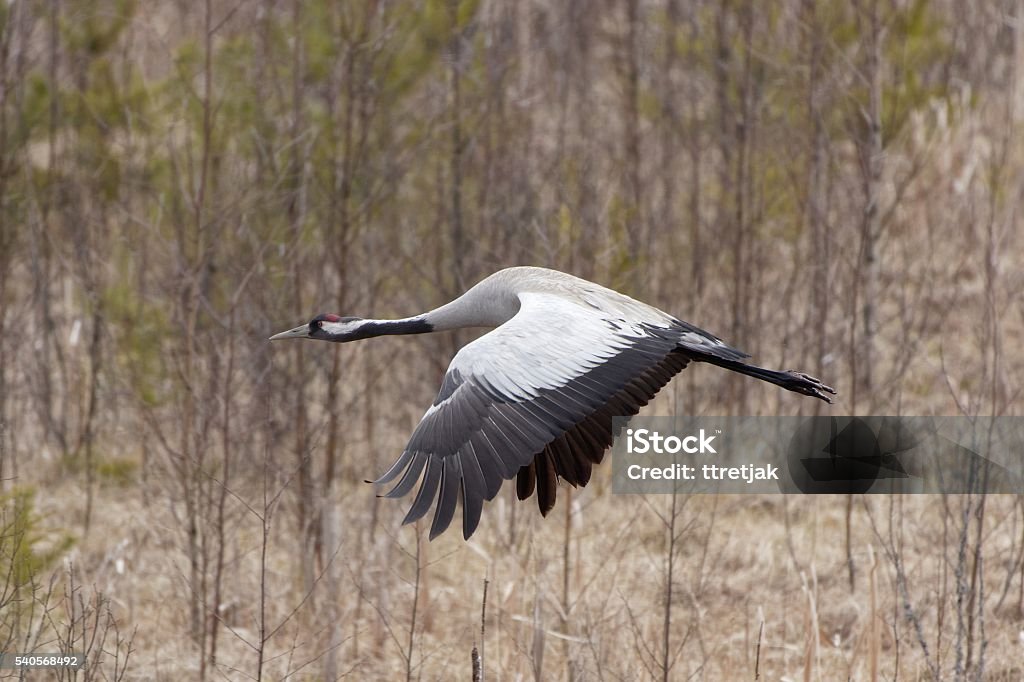 Flying crane Common Crane (grus grus) flying above wetland in spring. Closeup image of big bird with wings wide spread. Eurasian Crane Stock Photo