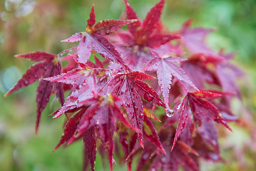 Red maple Japanese tree (Acer palmatum) leaves covered by rain drops.