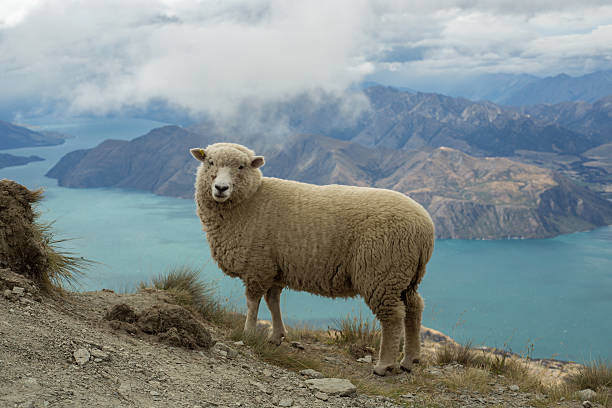 istock Sheep stands on a mountain ridge above lake 540569968