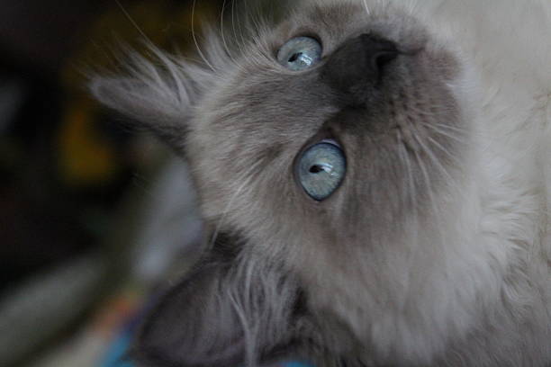 A close up of a Ragdoll cat‘s blue eye