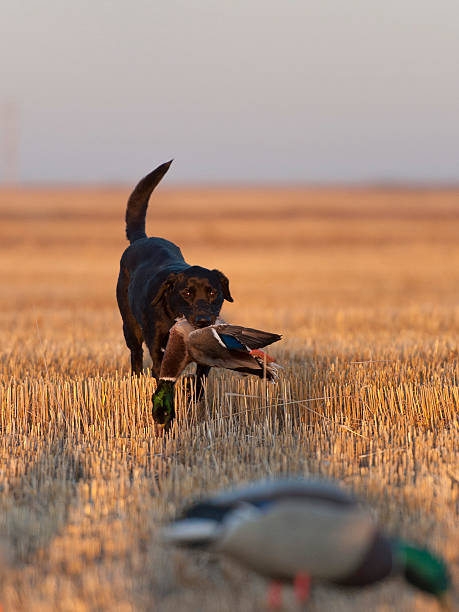 Hunting dog with a Mallard stock photo