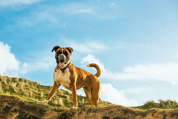 zenna the boxer chilling chilling at the dunes boxer dog stock pictures, royalty-free photos & images