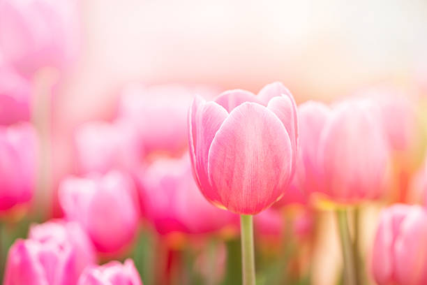 istock pink tulip in garden 540574032