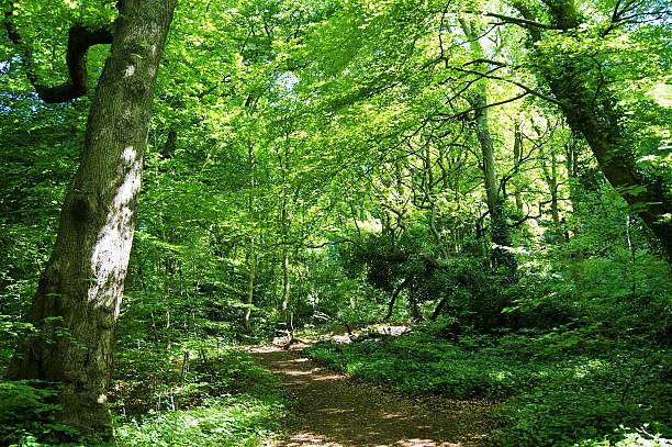 istock Woodland Trail. 540574294