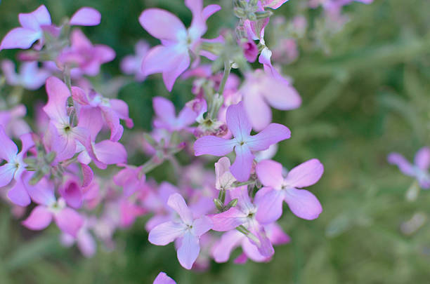 istock Night flowers violet spring gentle Matthiola longipetala background 540574398