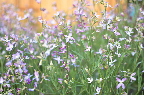 Night flowers violet spring gentle Matthiola longipetala background