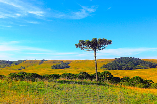 Solitaria la salida del sol del árbol de pino Araucaria, el sur de Brasil, campiña de Gramado photo
