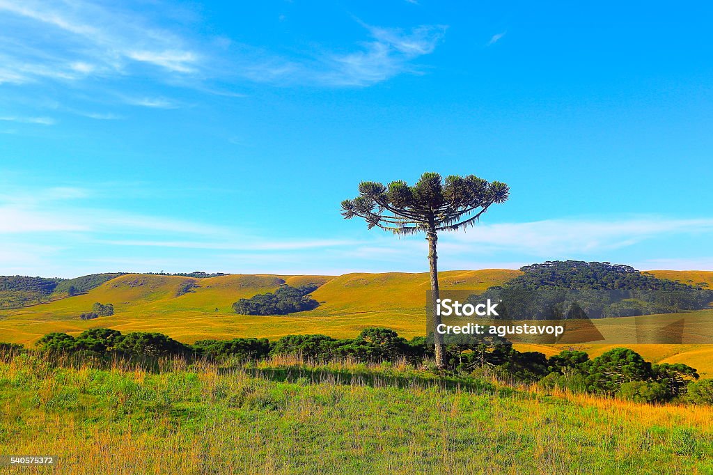 Lonely Araucaria pine tree sunrise, Southern Brazil, Gramado countryside Please, you can see in the link below Landscapes of southern Brazil, border with Uruguay and Argentina: beautiful pampa gaucho, fields, sunsets, sunrises, canyons, estancias (ranch, farms) and much more!! Brazil Stock Photo