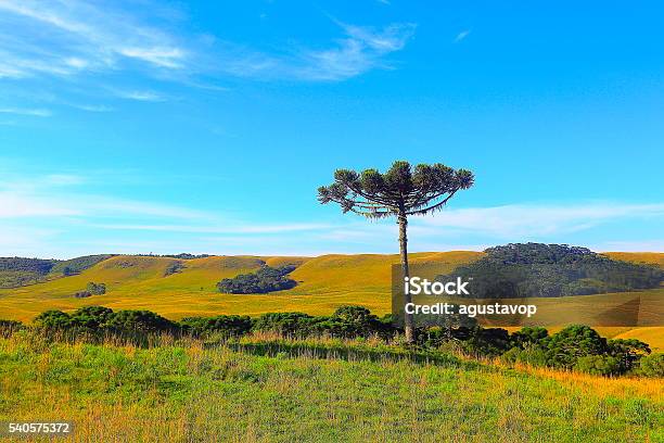 Lonely Araucaria Pine Tree Sunrise Southern Brazil Gramado Countryside Stock Photo - Download Image Now