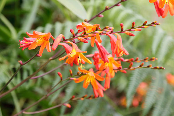 モントブレチア （montbretia crocosmiliflora) - クロコスミア ストックフォトと画像