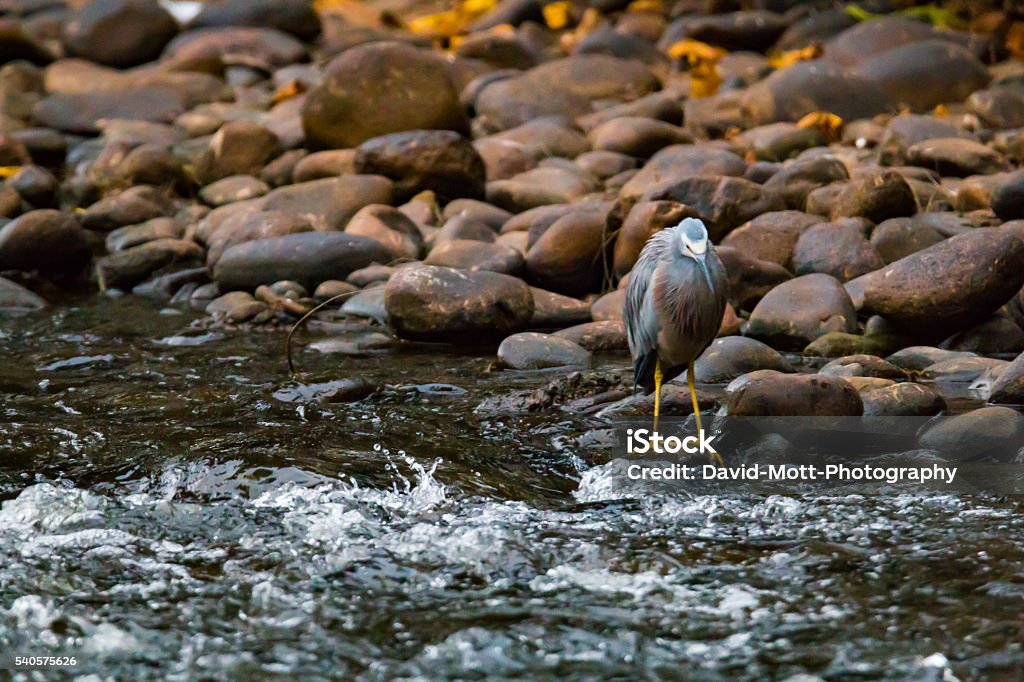 Waiting for Breakfast A White Faced Heron waiting for breakfast to float by on the rocky shores of the Nepean River. Animals Hunting Stock Photo